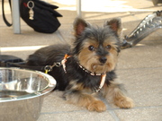 honden foto van Els_1