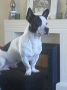 honden foto van Janine