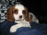 honden foto van Mandy