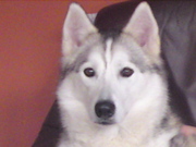 honden foto van berry kelderman