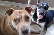 honden foto van sarah