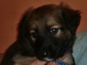 honden foto van conny