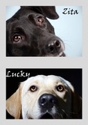 honden foto van sofie, Lucky en Zita <3