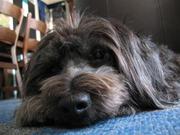 honden foto honden foto van Anita