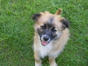 honden foto van Regina Berkers