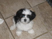 honden foto honden foto van romy