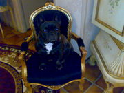 honden foto van degrandvaleur