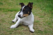 honden foto van Evi