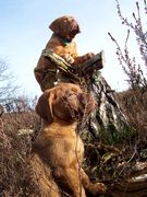 honden foto van Rebekka