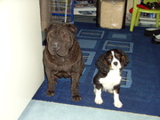 honden foto van Bianca