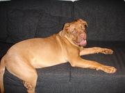 honden foto van zenna