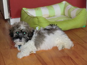 honden foto honden foto van semmie