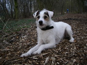 honden foto van desiree