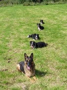 honden foto honden foto van Estrella Bakelaar