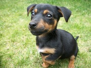 honden foto van Caroline & Jack