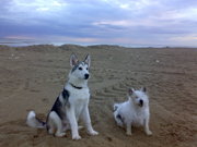 honden foto van maaikiejj