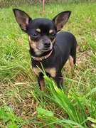 honden foto van monique