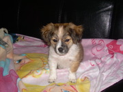 honden foto van wilma van rijswijk