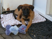 honden foto honden foto van Loes en sacha