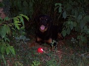 honden foto van annelieke