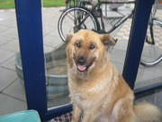 honden foto van Calis