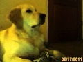 honden foto van Andreas & Filos