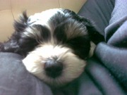 honden foto van bianca