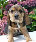 honden foto van adnar1m