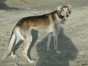 honden foto van RINA