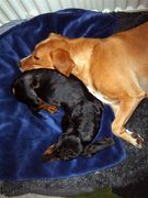 honden foto honden foto van Antoinette