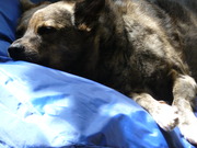 honden foto van ZLLD