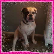 honden foto van Mirjam & Odi!!