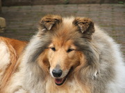 honden foto van Dineke