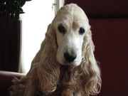 honden foto van Carola