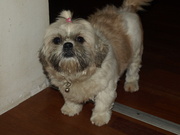 honden foto van Nalatje