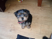 honden foto van Ada & Lola