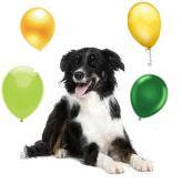 honden foto honden foto van Dierenasiel Kampen