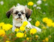 honden foto van NoaLoves