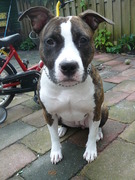 honden foto van wiska