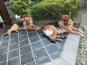 honden foto honden foto van danny