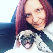 honden foto honden foto van ctje