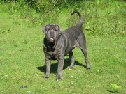 honden foto van priscilla