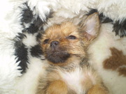 honden foto honden foto van Inge