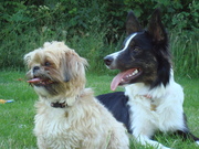 honden foto honden foto van mandy