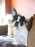 honden foto honden foto van Alicia Theeuws