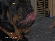 honden foto van peter smit