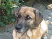 honden foto van monique