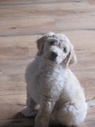 honden foto van sandra