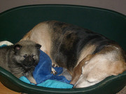 honden foto honden foto van liene