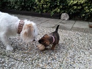honden foto van Pebbel en Dribbel
